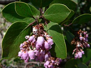 Arctostaphylos patula 08154.JPG