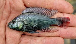 Astatotilapia stappersi Gatumba 1.JPG