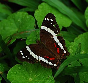 Banded Peacock