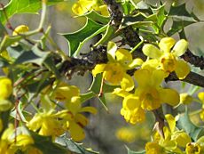 Berberis harrisoniana 005