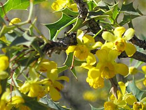 Berberis harrisoniana 005.jpg