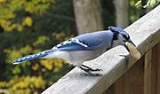 Blue Jay with Peanut