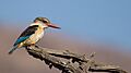 Brown Hooded Kingfisher