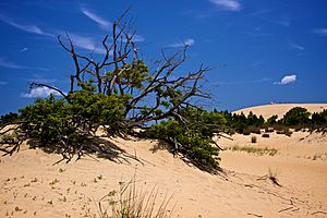 Brush growing on Jockey's Ridge