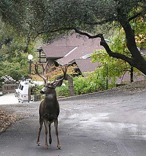 Buck Fall 2005