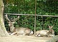 Bukhara deer pair, extremely endangered Central Asian deer