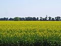 Canola field temora nsw