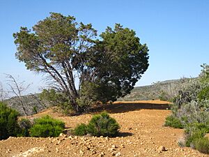 Cupressus forbesii at Coal Canyon-Sierra Peak, Orange County - Flickr - theforestprimeval (24).jpg