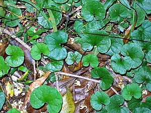 Dichondra repens Eastwood.jpg