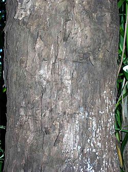 Diospyros mabacea bark