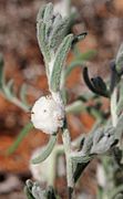 Dissocarpus flowers