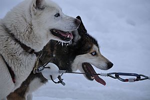 Dogsledatrest