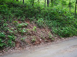 Echinacea laevigata Habitat Loss