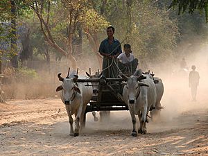 Ethnic Bamar men, Bagan, Myanmar