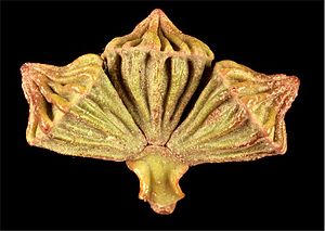 Eucalyptus coronata buds