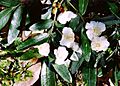 Eucryphia moorei Monga