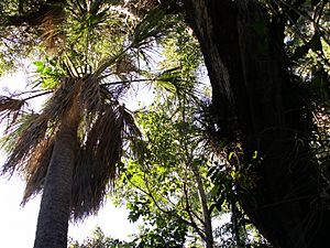 Everglades Hammock Center