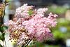 Filipendula rubra Venusta 3zz.jpg