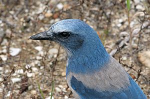 Florida scrub jay (4156613199)