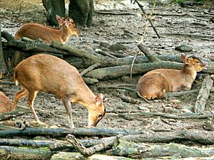 Formosan Reeve's muntjac