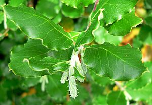 Garrya elliptica James Roof 1