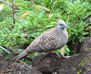 Geopelia striata Big Island Hawaii