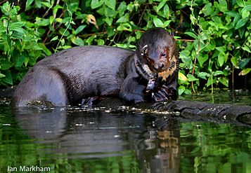 Giant River Otter - IM