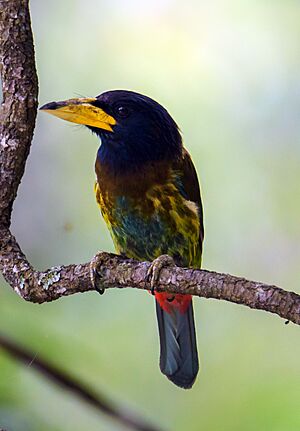 Great Barbet (Megalaima virens) Cropped.jpg