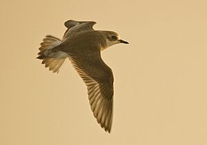 Greater Sand Plover at Kutch