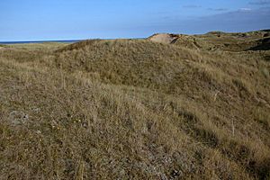 Grey dunes - geograph.org.uk - 733431