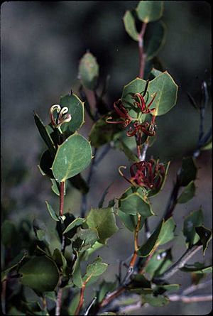 Hakea denticulata.jpg