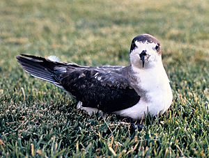 Hawaiian Petrel Pterodroma sandwichensis on lawn.jpg