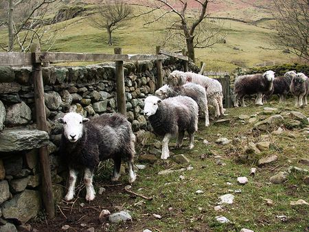 Herdwicks Lake District