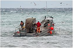 Herring fishing, day one