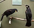 Huia, Canterbury Museum, 2016-01-27.jpg