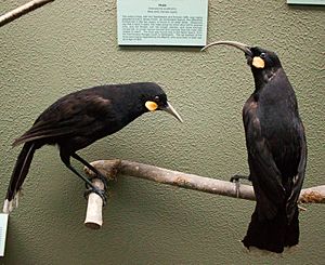 Huia, Canterbury Museum, 2016-01-27