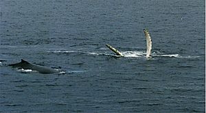 Humpback Whales in antarctica