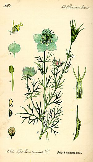 Illustration Nigella arvensis0