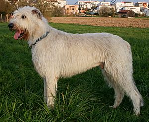 Irish wolfhound giaccomo