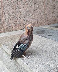 Juvenile jay on apartment step