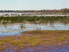 Kakadu Mamukala DSC03562