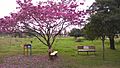 Lapacho rosa en floración - panoramio