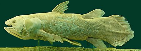 Latimeria Chalumnae - Coelacanth - NHMW