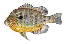 Lepomis macrochirus.jpg