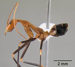 Leptomyrmex darlingtoni casent0012024 profile 1.jpg