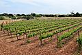 Malte, vignes près de Zejtun