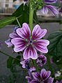 Malva sylvestris3