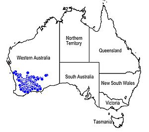 Map.Westringia cephalantha.jpg