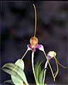 Masdevallia caudata Orchi 01