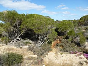 Melaleuca eleuterostachya (habit).JPG